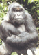 Spursy's Avatar