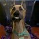 ScoobyDoo's Avatar