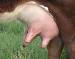 cow's Avatar
