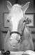 Mr.Ed's Avatar