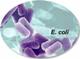 E-Coli's Avatar