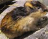 lemming's Avatar
