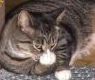 Cat's Avatar