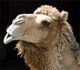 Fillmoe's Camel's Avatar