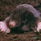 The Mole's Avatar