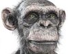 duh_suns_fan's Avatar