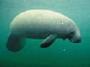 TheManateeAnnex's Avatar