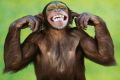 Chimp's Avatar