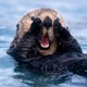 SEA OTTER's Avatar