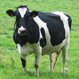 confused cow's Avatar