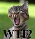 WTF ???'s Avatar