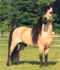Cancerboy's Horse's Avatar
