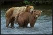 Hung like a Bear's Avatar