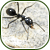 hungry Ant's Avatar