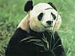 pian's Avatar