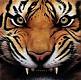 Tyger Neo's Avatar