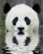 PandaSpur.'s Avatar