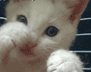 peteee's Avatar