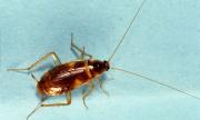 lakaluva's Cockroach's Avatar