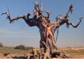 Tree of Woe's Avatar