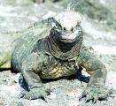 chequevera's Iguana's Avatar