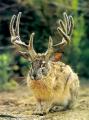 jackalope's Avatar