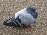 Koolaid_Man's pigeon's Avatar