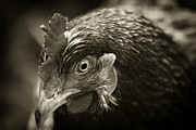chicken eye's Avatar