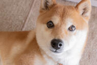 shibaspur's Avatar